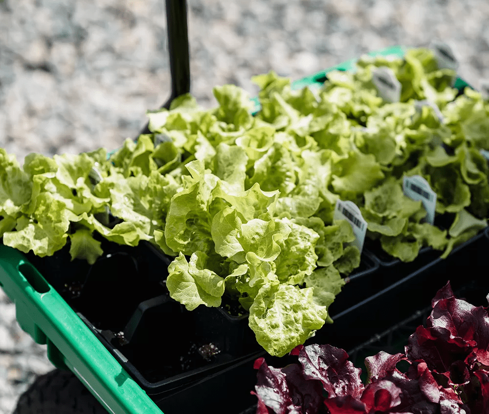 fresh-austin-produce